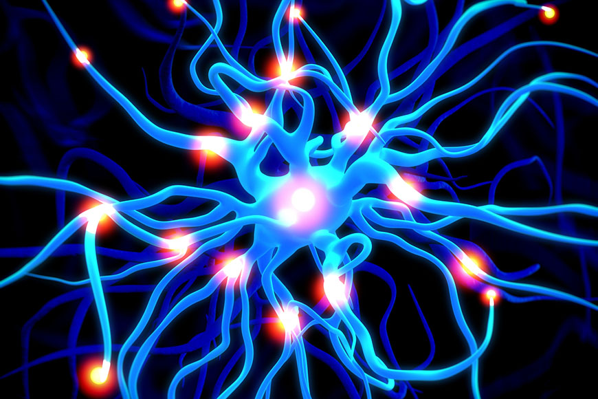 Sistema nervoso autonomo o vegetativo