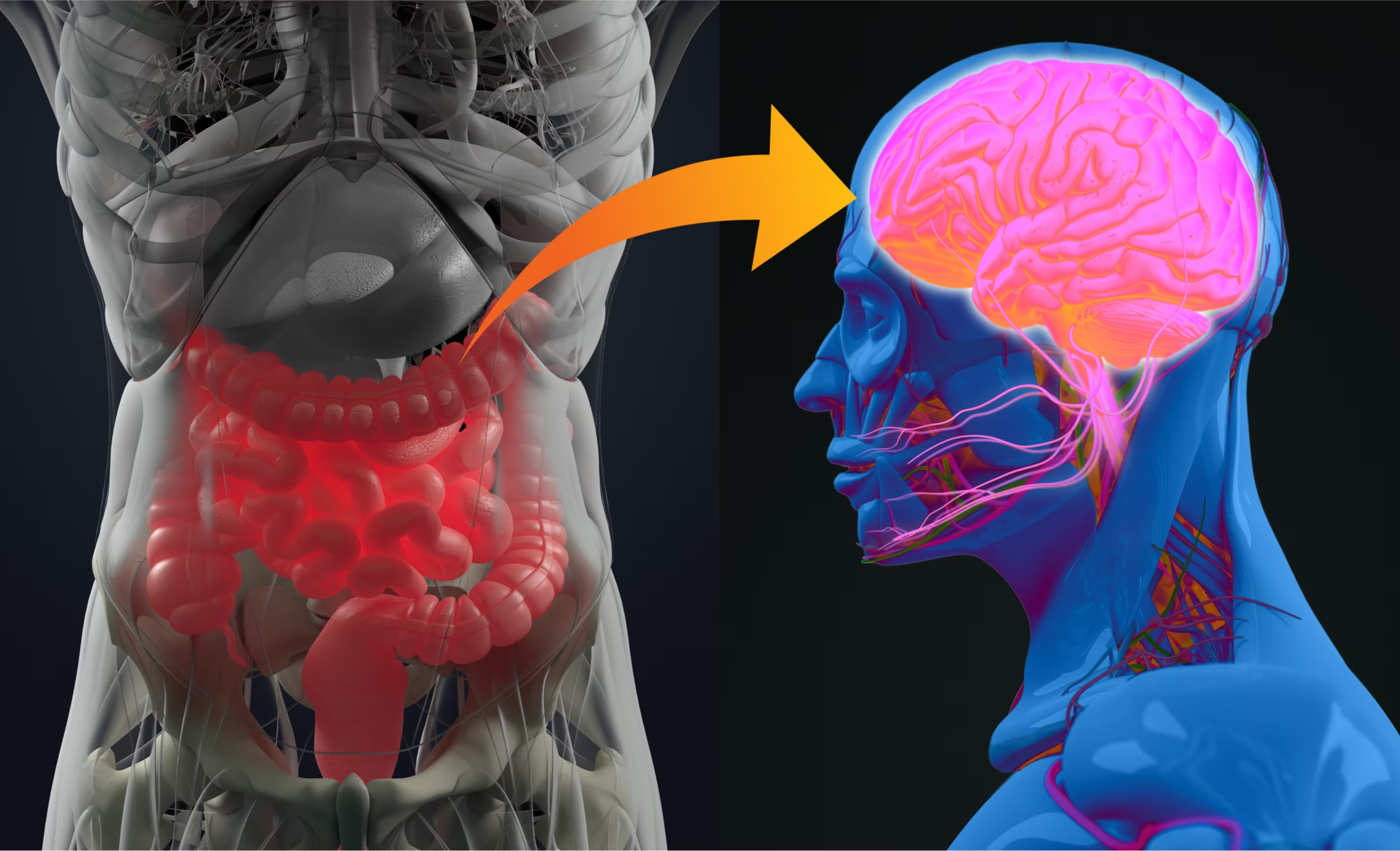 LA RADICE INTESTINALE DEI DISTURBI PSICHICI