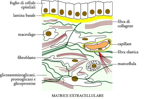 LA MATRICE EXTRACELLULARE